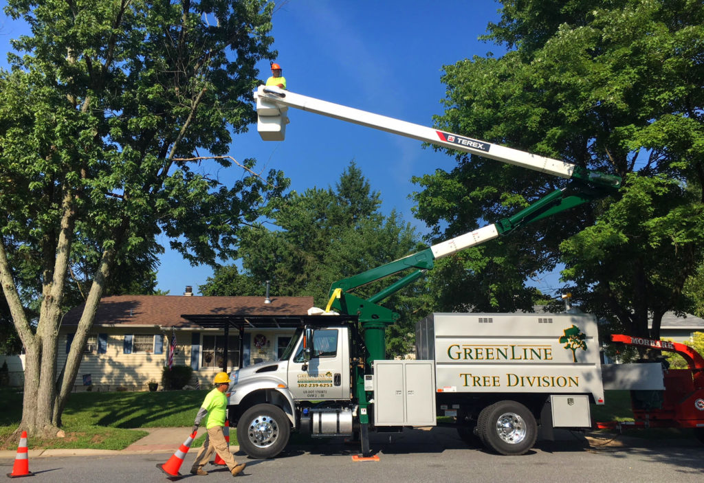 Tree Services - Greenline Lawn and Landscape